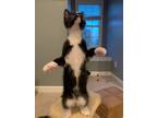 Adopt Jefferson23 a Domestic Mediumhair / Mixed (medium coat) cat in