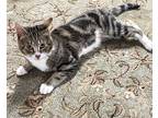 Adopt LE-Dart a Domestic Shorthair / Mixed (short coat) cat in Newnan