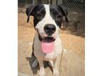 Adopt Dottie 23 a Boxer / Mixed Breed (Medium) / Mixed dog in Brookhaven
