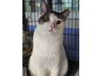 Adopt Whisky a White (Mostly) Domestic Shorthair (short coat) cat in mishawaka