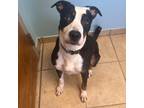 Adopt Melody a Black Labrador Retriever / Border Collie / Mixed dog in Columbus