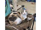Adopt Helen a Calico or Dilute Calico Domestic Shorthair / Mixed cat in Albert