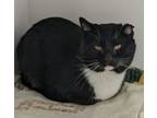 Adopt Dante a Domestic Shorthair / Mixed (short coat) cat in Neillsville