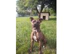 Adopt Ryder a Brindle - with White American Staffordshire Terrier / Mixed dog in
