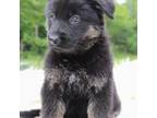 German Shepherd Dog Puppy for sale in Lisbon, OH, USA