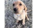 Labrador Retriever Puppy for sale in South Glastonbury, CT, USA