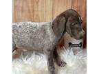 German Shorthaired Pointer Puppy for sale in Dora, MO, USA