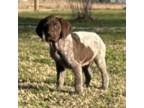 German Shorthaired Pointer Puppy for sale in Columbus, KS, USA