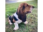Basset Hound Puppy for sale in Westminster, SC, USA