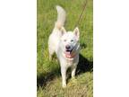 Adopt Ghost a White Siberian Husky / Mixed dog in stockton, CA (36295362)