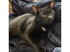 Adopt Raven a All Black Domestic Shorthair / Mixed cat in Pittsburgh