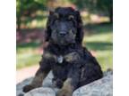 Mutt Puppy for sale in Galt, MO, USA