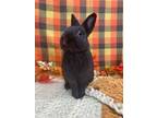 Adopt Dr Dre a Other/Unknown / Mixed rabbit in Lloydminster, AB (35994233)