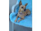 Adopt Foxy a Tan/Yellow/Fawn Terrier (Unknown Type, Small) / Mixed dog in