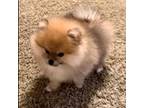 Pomeranian Puppy for sale in Cherry Valley, CA, USA