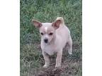 Adopt Precious a Tan/Yellow/Fawn Terrier (Unknown Type, Small) / Mixed dog in