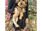 Yorkshire Terrier Puppy for sale in Spring, TX, USA