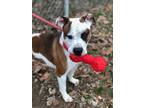 Adopt Patches a White - with Brown or Chocolate Staffordshire Bull Terrier /