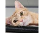 Adopt Chatty Cathy a Orange or Red Domestic Shorthair / Mixed cat in Carroll