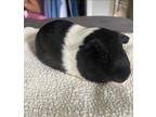 Adopt Bart a White Guinea Pig small animal in Fairfield, CT (38450292)