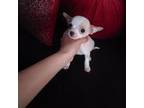 Chihuahua Puppy for sale in Lamont, CA, USA
