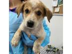 Adopt Sanchez Litter_1 a White - with Tan, Yellow or Fawn Australian Cattle Dog