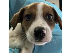 Adopt Sanchez Litter_4 a White - with Tan, Yellow or Fawn Australian Cattle Dog