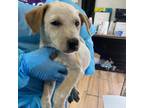 Adopt Sanchez Litter_5 a White - with Tan, Yellow or Fawn Australian Cattle Dog