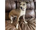 Adopt Bailey a Gray/Silver/Salt & Pepper - with Black Terrier (Unknown Type
