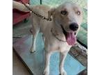 Adopt Togo a Tan/Yellow/Fawn Shepherd (Unknown Type) / Husky / Mixed dog in