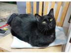 Adopt Morticia a All Black Domestic Shorthair / Domestic Shorthair / Mixed cat