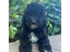 Goldendoodle Puppy for sale in Placerville, CA, USA