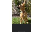 Adopt Murphy a German Shepherd Dog dog in Tracy, CA (38448887)