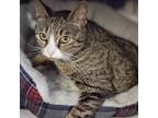 Adopt Princess a Brown or Chocolate Domestic Shorthair / Mixed cat in Easton
