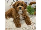 Cavapoo Puppy for sale in Lagrange, IN, USA