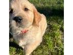 Golden Retriever Puppy for sale in Muskegon, MI, USA
