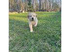 Golden Retriever Puppy for sale in Muskegon, MI, USA