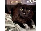 Adopt Adam a All Black Domestic Mediumhair / Mixed cat in Kanab, UT (38422765)