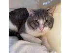 Adopt Kenneth a Gray or Blue Domestic Shorthair / Mixed cat in Kanab