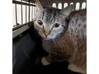 Adopt Maria a Tiger Striped Domestic Shorthair / Mixed cat in Kanab