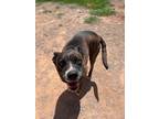 Adopt Lily a Brindle Pit Bull Terrier / Mixed dog in Deerfield, WI (38433213)
