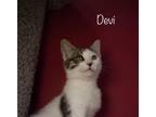 Adopt Devi a Calico or Dilute Calico Domestic Shorthair (short coat) cat in
