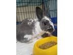 Adopt Cormier a Grey/Silver Other/Unknown / Other/Unknown / Mixed rabbit in