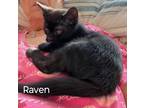 Adopt raven a All Black Domestic Shorthair / Domestic Shorthair / Mixed cat in