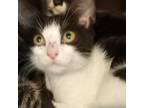 Adopt Taki a White Domestic Shorthair / Mixed cat in Vieques, PR (38431677)