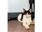 Adopt Tomasz a All Black Domestic Shorthair / Domestic Shorthair / Mixed cat in
