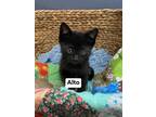 Adopt Alto a All Black Domestic Shorthair / Domestic Shorthair / Mixed cat in