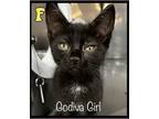 Adopt Godiva Girl a Black (Mostly) Domestic Shorthair (short coat) cat in