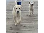 Adopt Dolly & Jolene a Tan/Yellow/Fawn Golden Retriever / Mixed dog in Madison