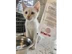 Adopt Marco a White Domestic Shorthair / Domestic Shorthair / Mixed cat in New